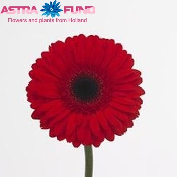 Gerbera grootbloemig Robijn fotografie