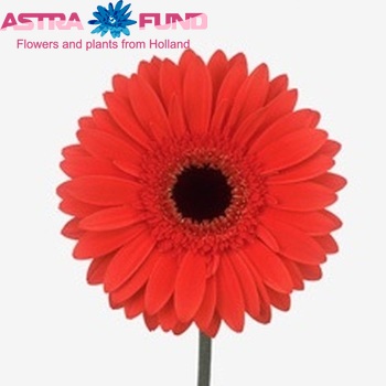 Gerbera grootbloemig Salvadore fotografie