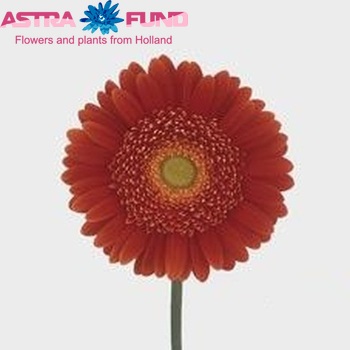 Gerbera grootbloemig 'Samson' fotografie
