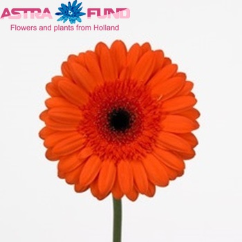 Gerbera grootbloemig 'Sarolta' fotografie