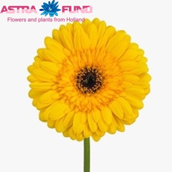 Gerbera grootbloemig 'Saskia' fotografie
