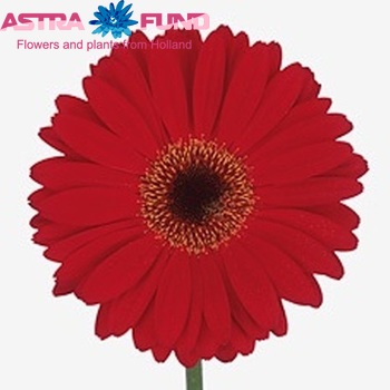 Gerbera grootbloemig Shania fotografie