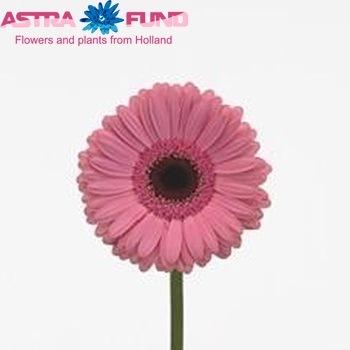 Gerbera grootbloemig 'Showgirl' fotografie