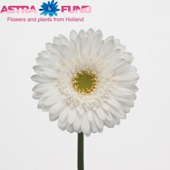 Gerbera grootbloemig 'Silvester' fotografie