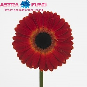 Gerbera grootbloemig 'Sirene' fotografie