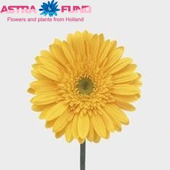 Gerbera grootbloemig 'Soledo' fotografie
