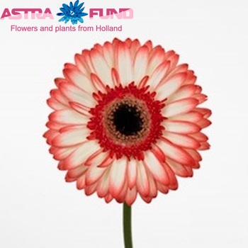 Gerbera grootbloemig 'Sorbet' fotografie