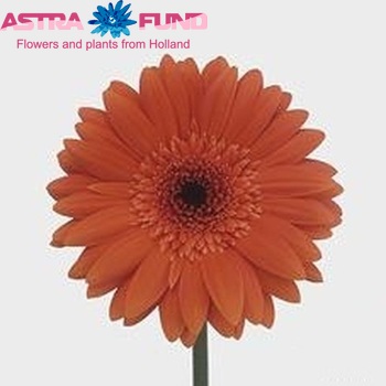Gerbera grootbloemig Stone Age fotografie