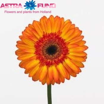 Gerbera grootbloemig Sunspot fotografie