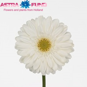 Gerbera grootbloemig 'Swanlake' fotografie