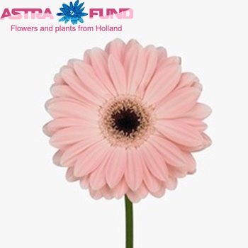 Gerbera grootbloemig 'Tammorra' fotografie