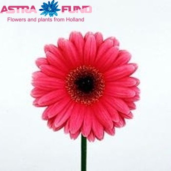 Gerbera grootbloemig 'Tarisko' fotografie