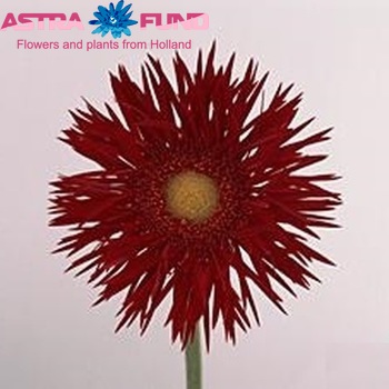 Gerbera grootbloemig Tempta Mar fotografie