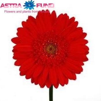 Gerbera grootbloemig 'Testarossa' fotografie