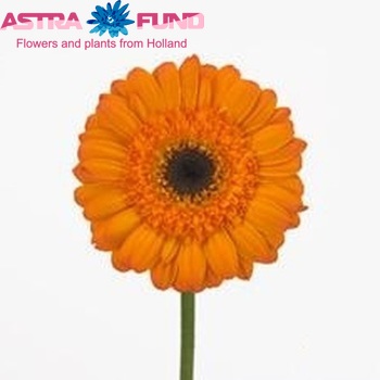 Gerbera grootbloemig 'Tortilla' fotografie