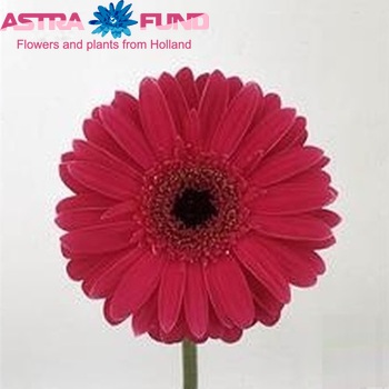 Gerbera grootbloemig 'Tresor' fotografie