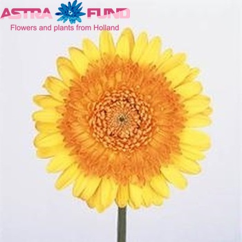 Gerbera grootbloemig 'Tropic Blend' fotografie