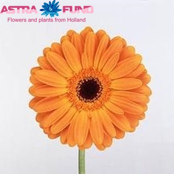 Gerbera grootbloemig 'Turbo' fotografie