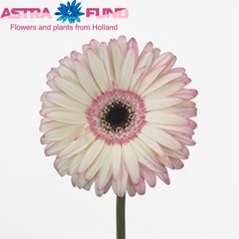 Gerbera grootbloemig 'Twice' fotografie
