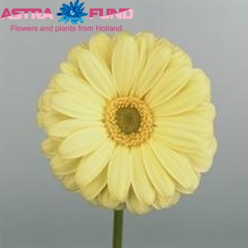 Gerbera grootbloemig Vamos fotografie