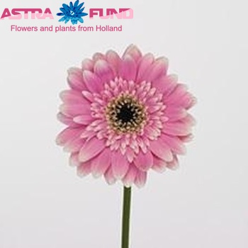 Gerbera grootbloemig Venezia fotografie