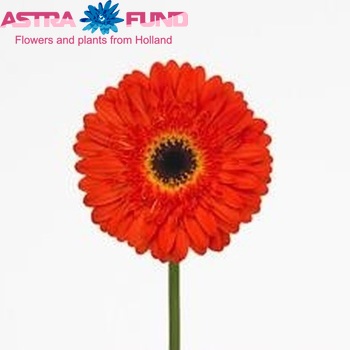 Gerbera grootbloemig Yalo fotografie