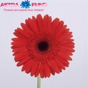 Gerbera grootbloemig 'Yanara' fotografie