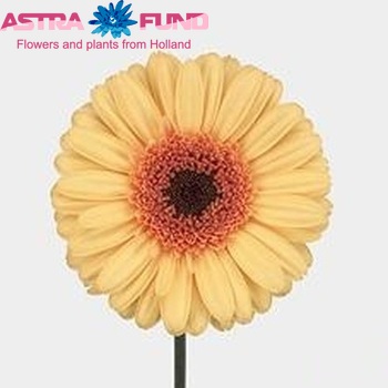 Gerbera grootbloemig 'Yellow Optima' fotografie