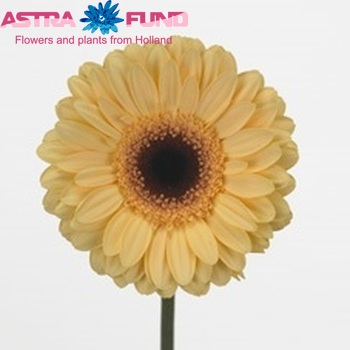Gerbera grootbloemig 'Zanzibar' fotografie