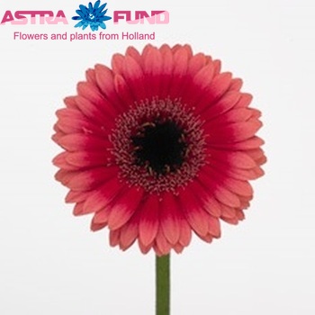 Gerbera mini  'Alika' fotografie