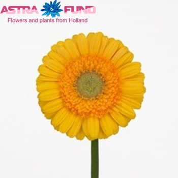 Gerbera mini  'Alison' fotografie