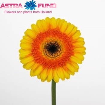 Gerbera mini  'Alistair' fotografie