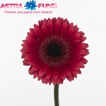 Gerbera mini  'Almanda' fotografie
