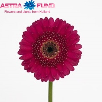 Gerbera mini  'Arlene' fotografie