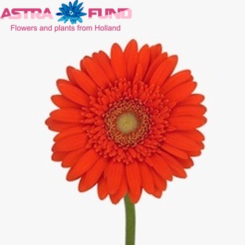 Gerbera mini Abby fotografie