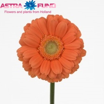 Gerbera mini 'Adamo' fotografie