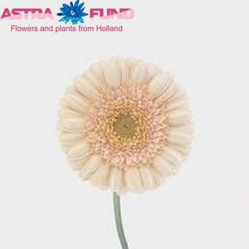 Gerbera mini Adora fotografie