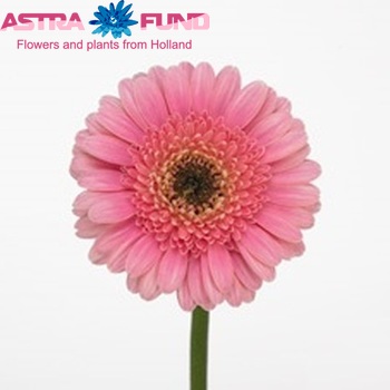 Gerbera mini 'Agatha' fotografie