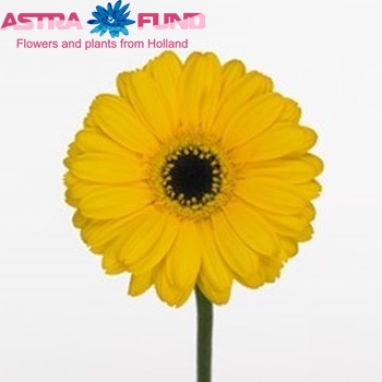 Gerbera mini 'Akoni' fotografie