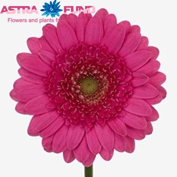 Gerbera mini 'Alban' fotografie