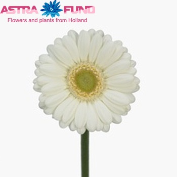 Gerbera mini Albino fotografie