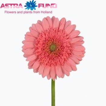 Gerbera mini Alissia fotografie