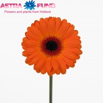 Gerbera mini 'Allure' fotografie