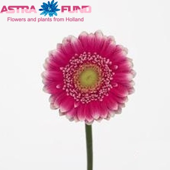 Gerbera mini Alonso fotografie