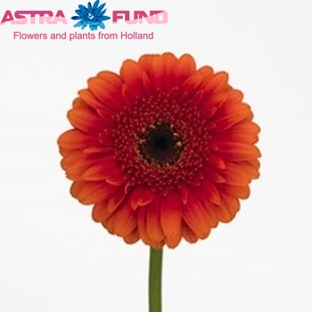 Gerbera mini 'Alpha' fotografie