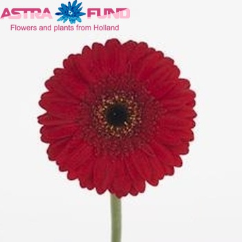 Gerbera mini Alya fotografie