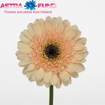 Gerbera mini 'Amelia' fotografie