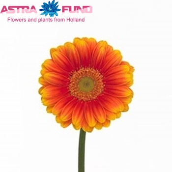 Gerbera mini Anita fotografie