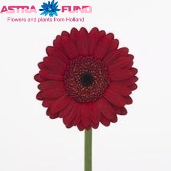 Gerbera mini Apperativo fotografie