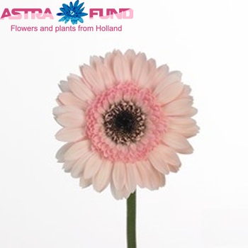 Gerbera mini 'Aramis' fotografie
